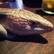 Image for article titled A Look Inside Japan's Reptile Cafes